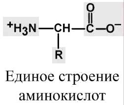 Единое строение аминокислот