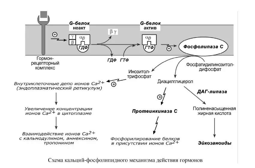 Кальций-фосфолипидный механизм действия гормонов