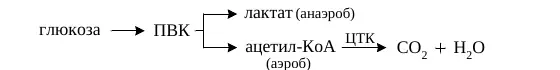 Анаэробное и аэробное превращение пирувата