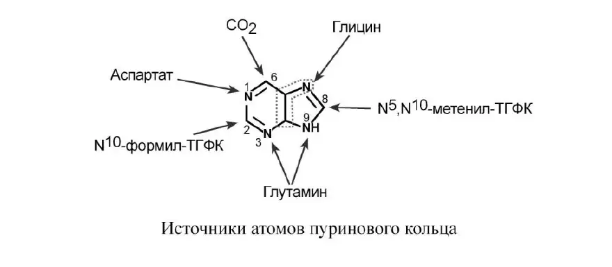 Источники атомов пуринового кольца