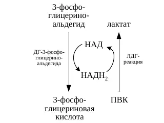Гликолитическая оксидоредукция