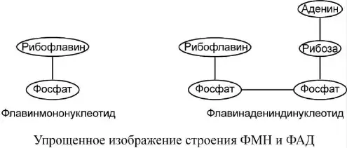 Упрощённое строение ФМН и ФАД