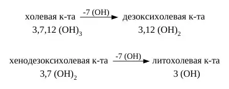Образование вторичных жёлчных кислот