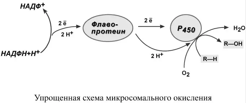 Схема микросомального окисления с участием цитохрома P450