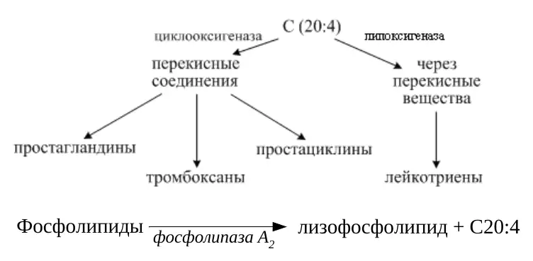 Освобождение арахидоновой кислоты и пути синтеза эйкозаноидов