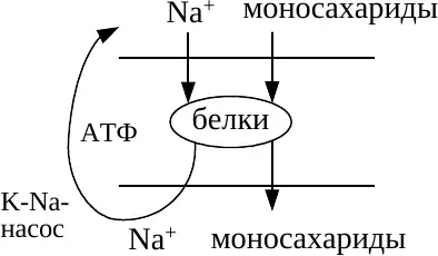Сопряжённое всасывание натрия и моносахаридов в энтероците