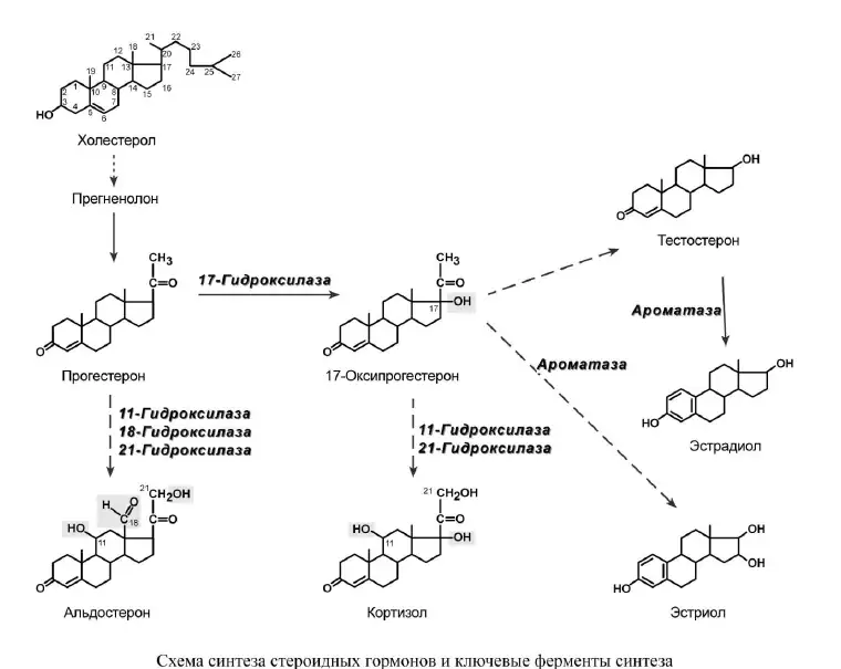 Схема синтеза стероидных гормонов