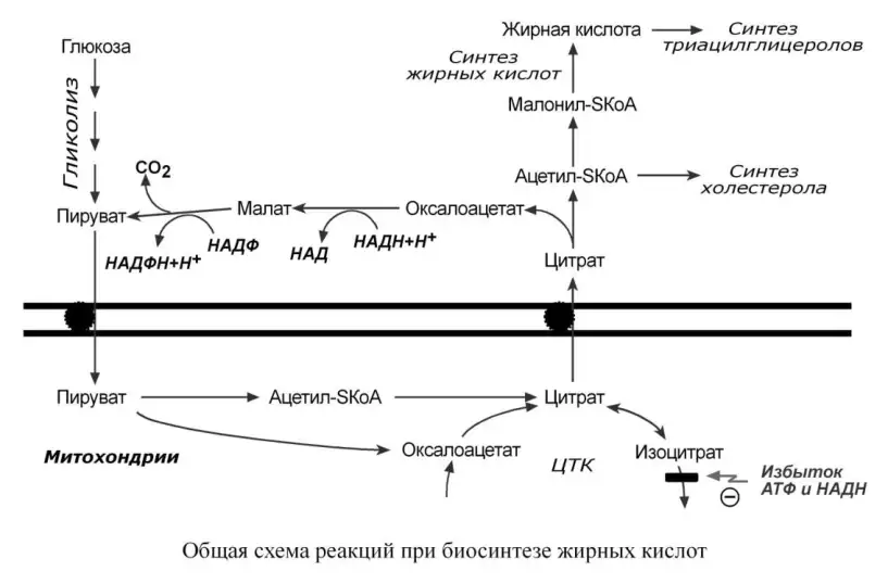 Схема превращения глюкозы в жирные кислоты, триацилглицерины и холестерин