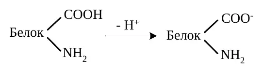 Ионизация кислотных групп белка