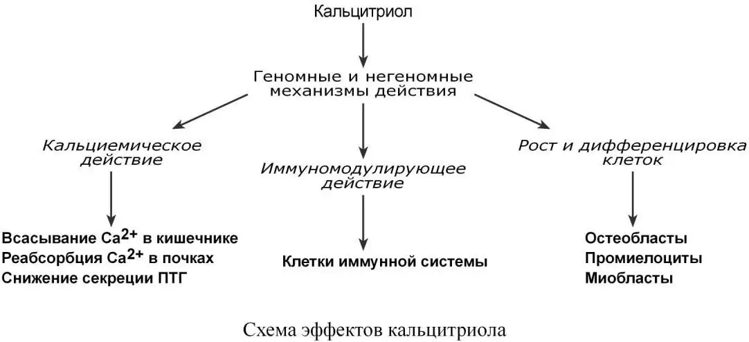 Основные эффекты кальцитриола