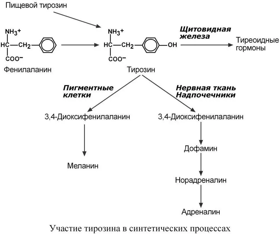 Участие тирозина в синтетических процессах