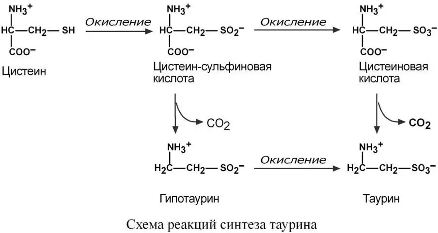 Синтез таурина из цистеина