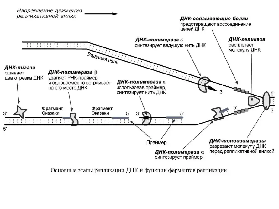 Ферменты репликации ДНК