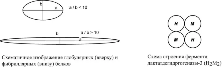 Форма глобулярных и фибриллярных белков и строение олигомерного фермента