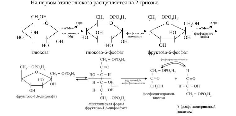 Подготовительный этап анаэробного гликолиза