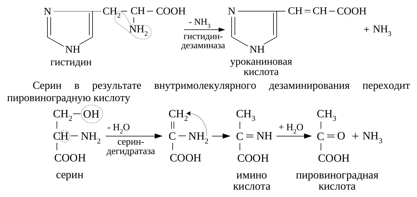 Примеры внутримолекулярного дезаминирования гистидина и серина