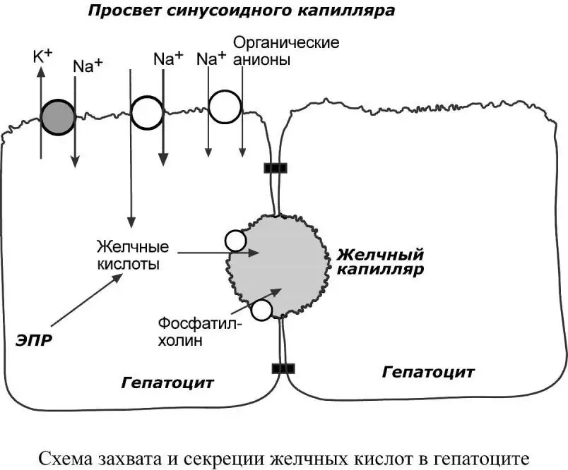 Схема захвата и секреции жёлчных кислот в гепатоците