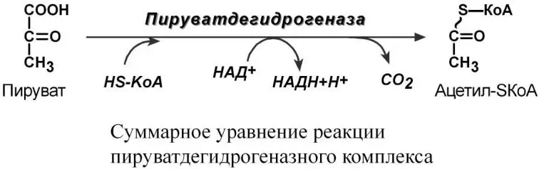 Суммарная реакция пируватдегидрогеназного комплекса