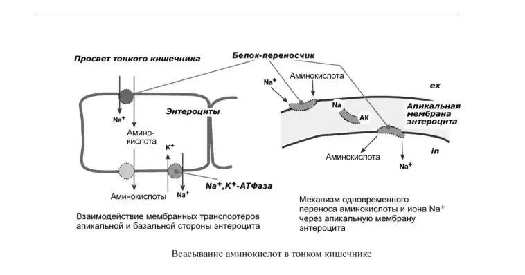 Всасывание аминокислот в тонком кишечнике.