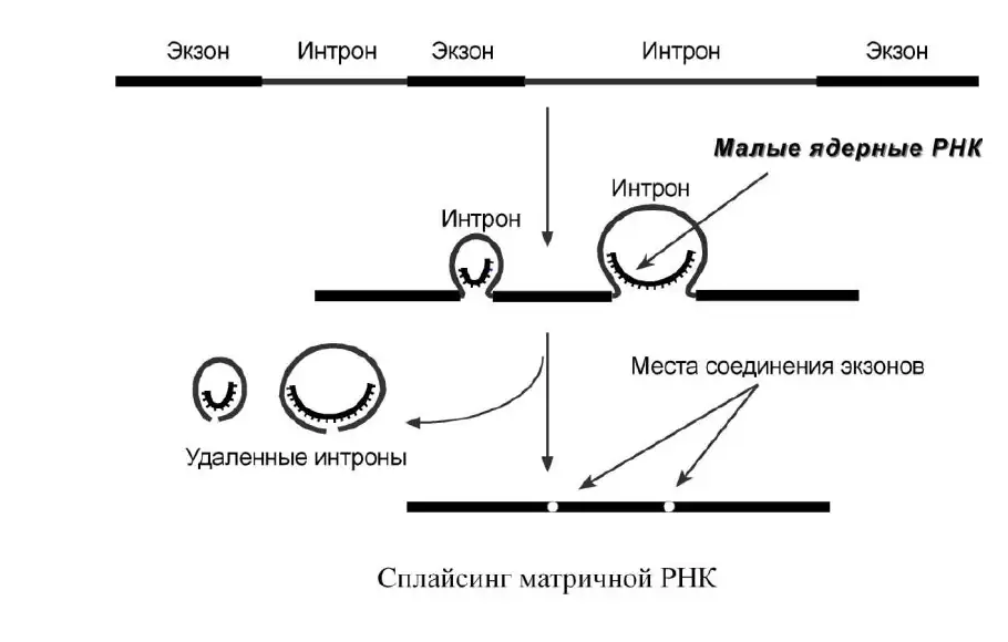 Сплайсинг матричной РНК