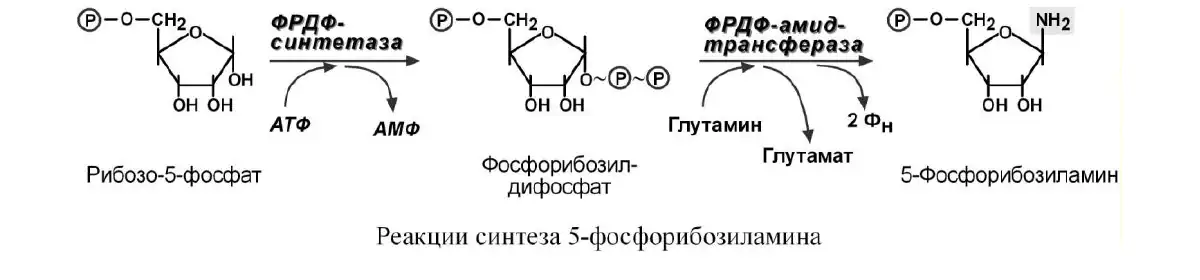 Реакции синтеза 5-фосфорибозиламина