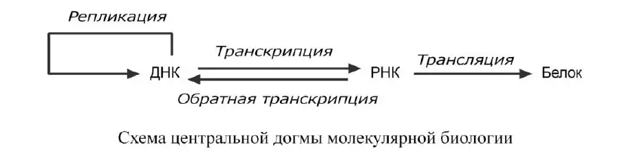 Схема центральной догмы молекулярной биологии