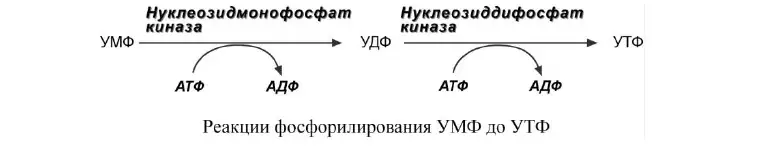 Фосфорилирование УМФ до УТФ