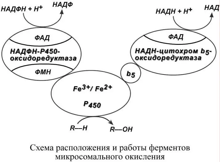 Схема расположения и работы ферментов микросомального окисления