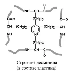 Строение десмозина в составе эластина