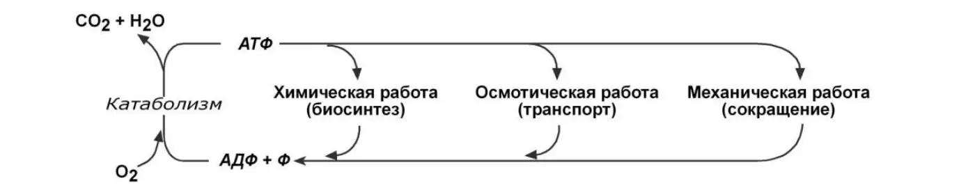 Цикл АТФ–АДФ