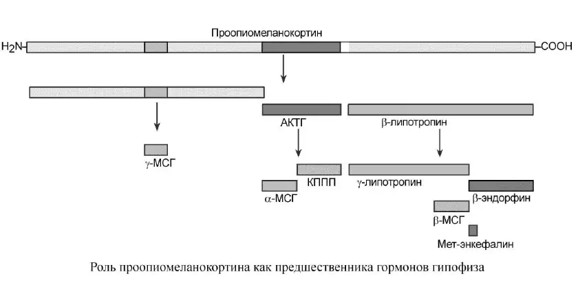 Роль проопиомеланокортина как предшественника гормонов гипофиза