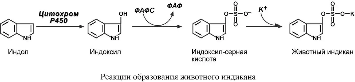 Реакции образования животного индикана