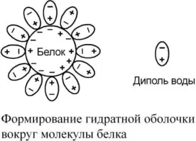 Формирование гидратной оболочки вокруг молекулы белка