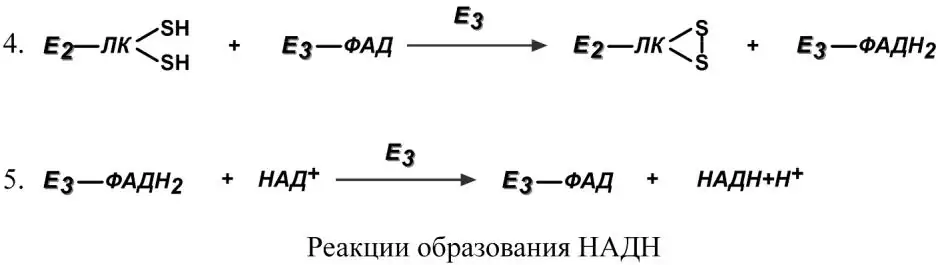Регенерация липоевой кислоты и образование НАДН