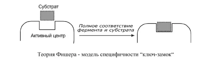 Модель Фишера ключ-замок