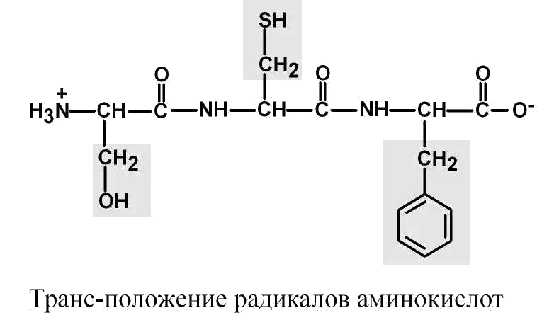 Транс-положение радикалов аминокислот
