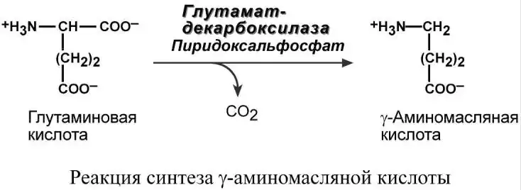 Синтез ГАМК из глутаминовой кислоты