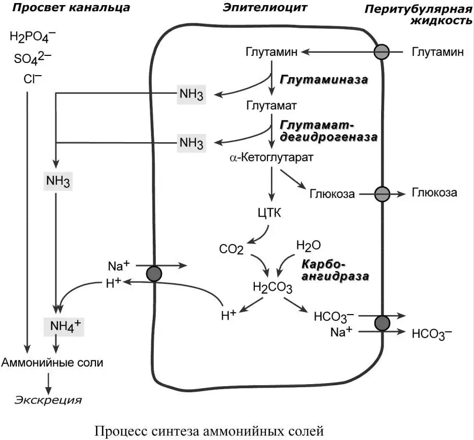 Процесс синтеза аммонийных солей
