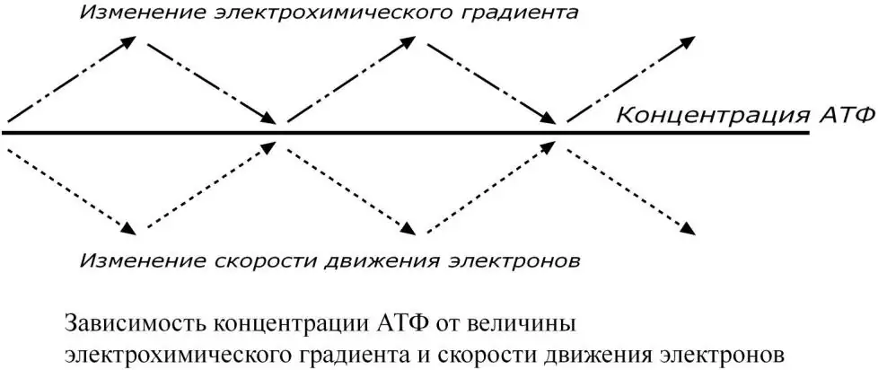Зависимость концентрации АТФ от протонного градиента и скорости движения электронов