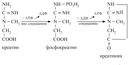 Превращения креатина, фосфокреатина и креатинина