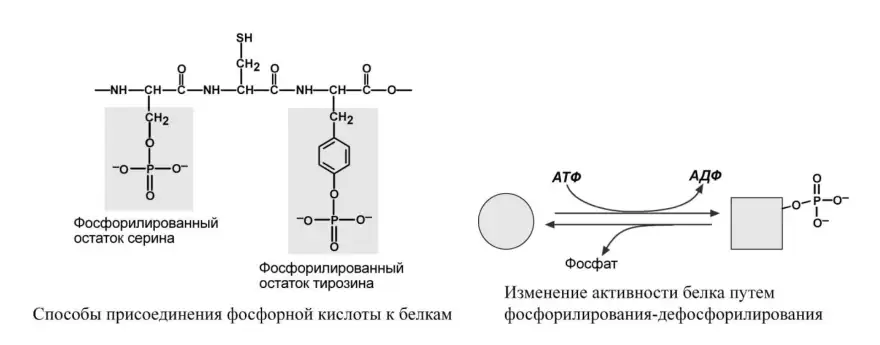 Способы присоединения фосфорной кислоты к белкам и изменение активности белка