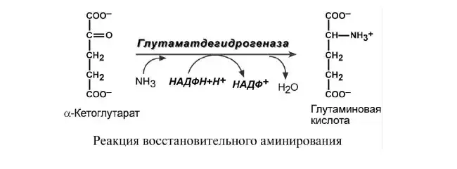 Восстановительное аминирование α-кетоглутарата