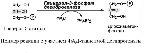 Окисление глицерол-3-фосфата с участием ФАД