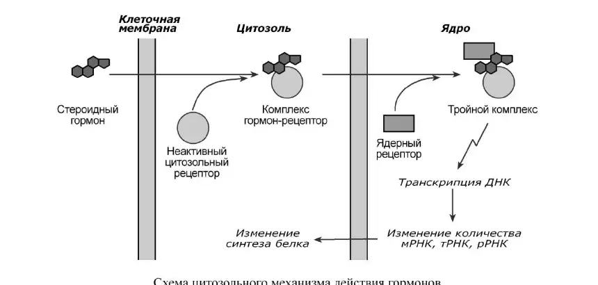 Цитозольный механизм действия гормонов