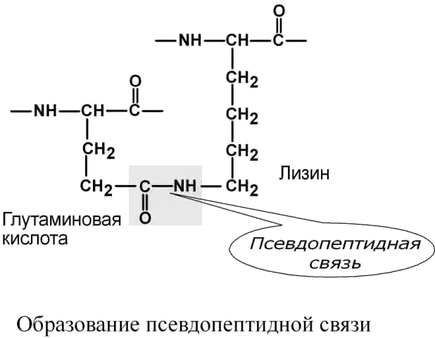 Образование псевдопептидной связи