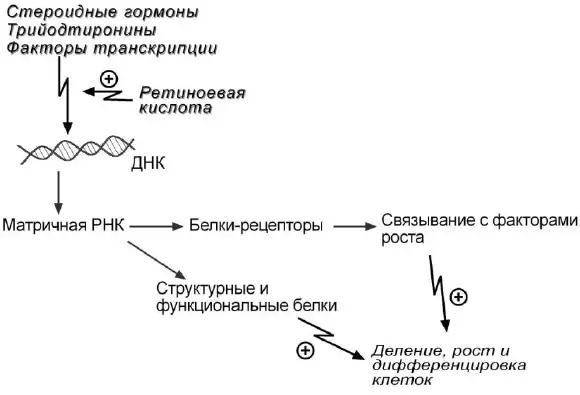 Регуляция экспрессии генов ретиноевой кислотой