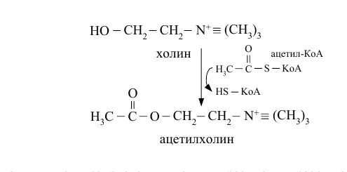 Синтез ацетилхолина из холина и ацетил-КоА