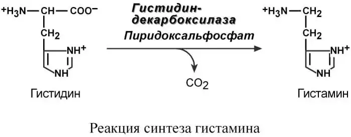 Синтез гистамина из гистидина