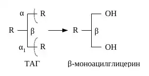 Гидролиз триацилглицерола до 2-моноацилглицерола