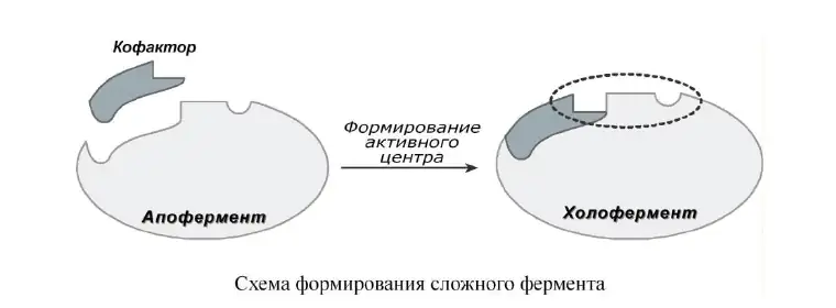Формирование холофермента из апофермента и кофактора